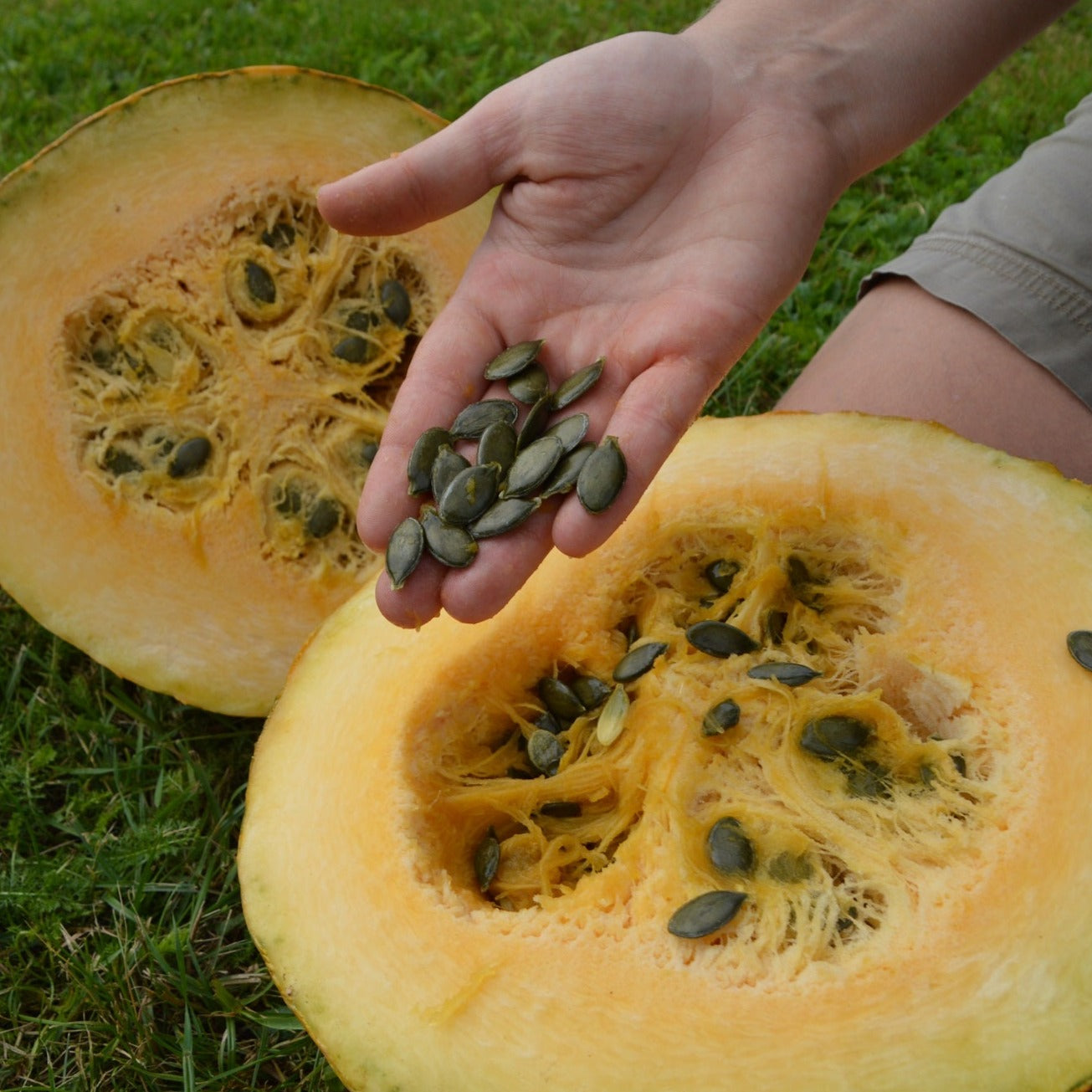 Steirisches Kürbiskernöl Dose 500 ml